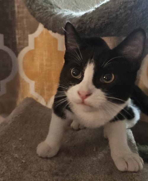 TAXI - Domestic Short Hair available for adoption