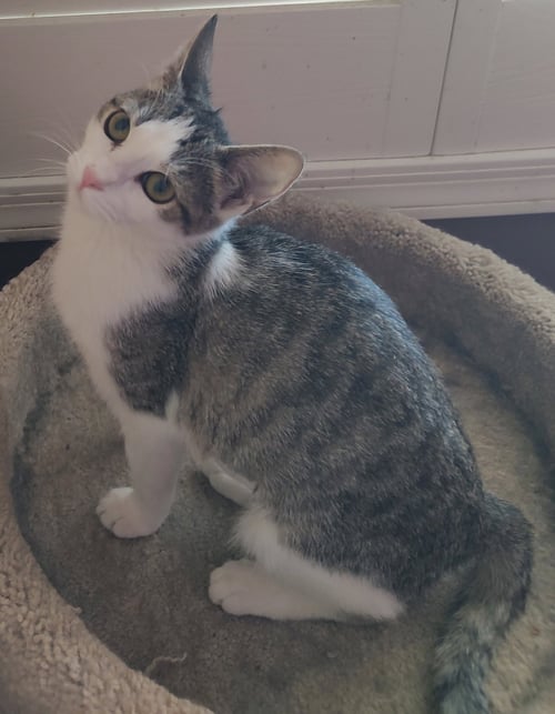 POPITA - Domestic Short Hair available for adoption