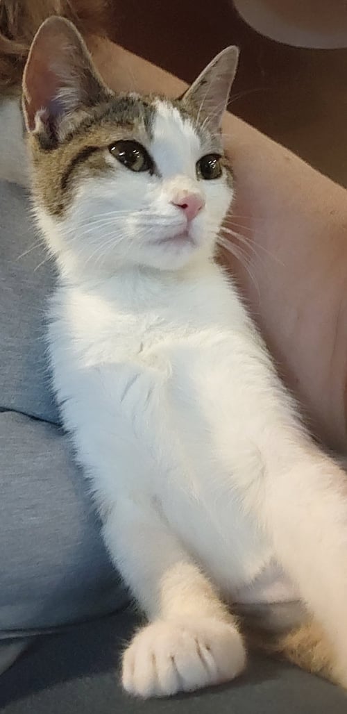 POPITA - Domestic Short Hair available for adoption