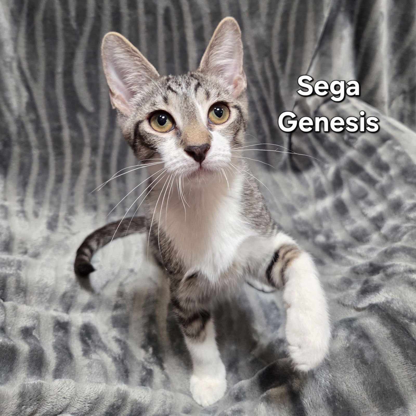 SEGA GENESIS - Domestic Short Hair available for adoption