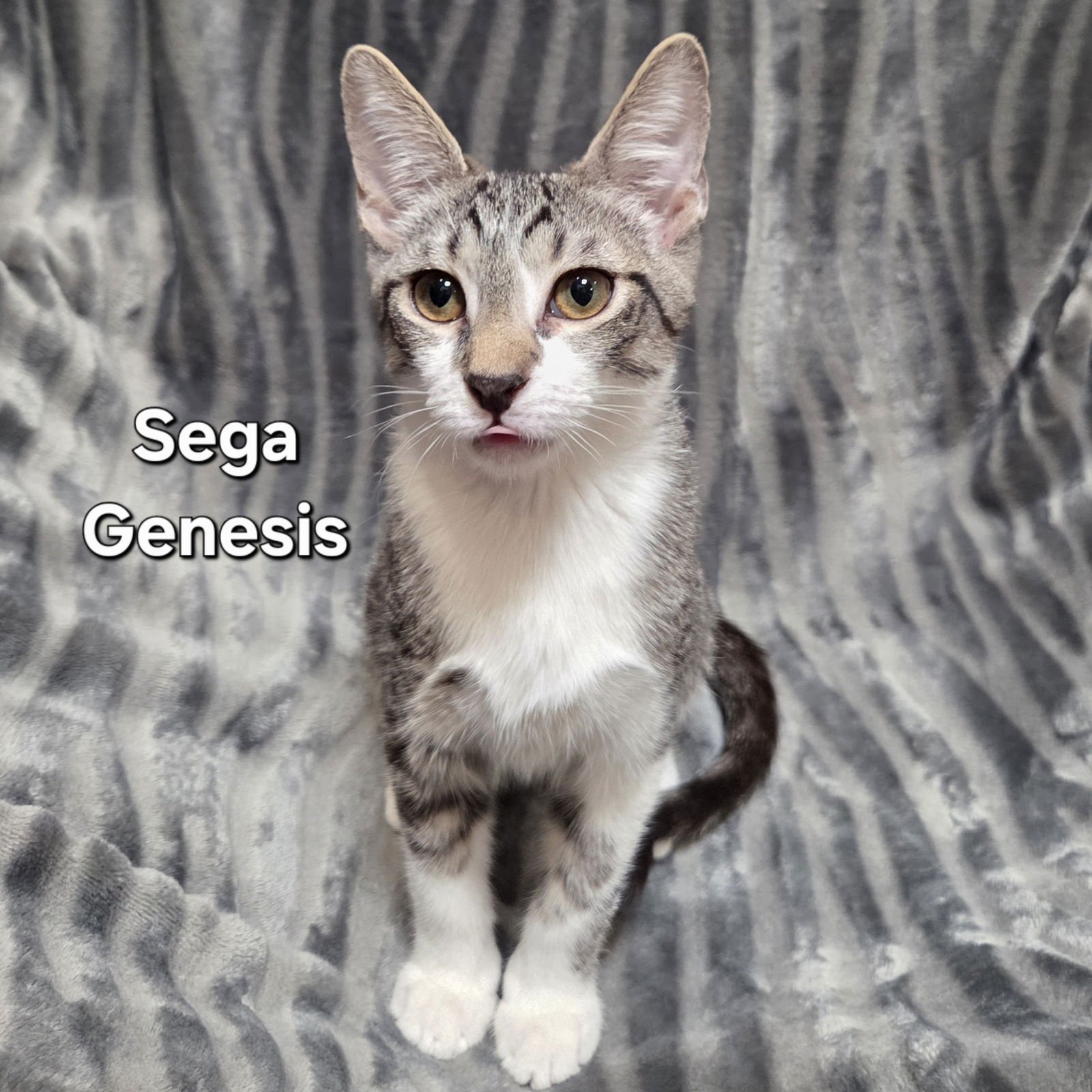 SEGA GENESIS - Domestic Short Hair available for adoption