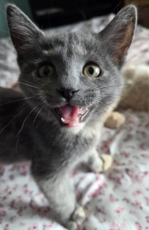 CINDER - Domestic Medium Hair available for adoption