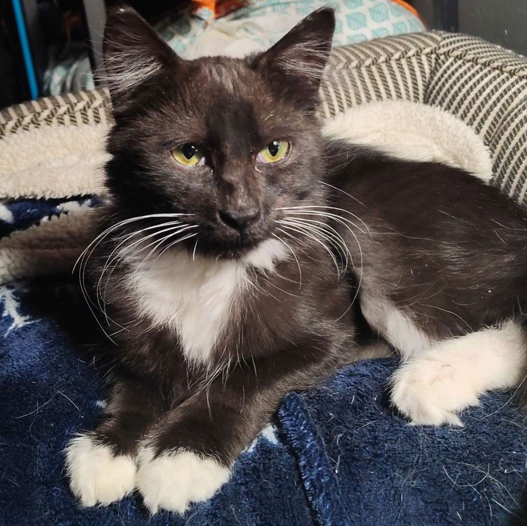 JANUARY - Domestic Long Hair available for adoption