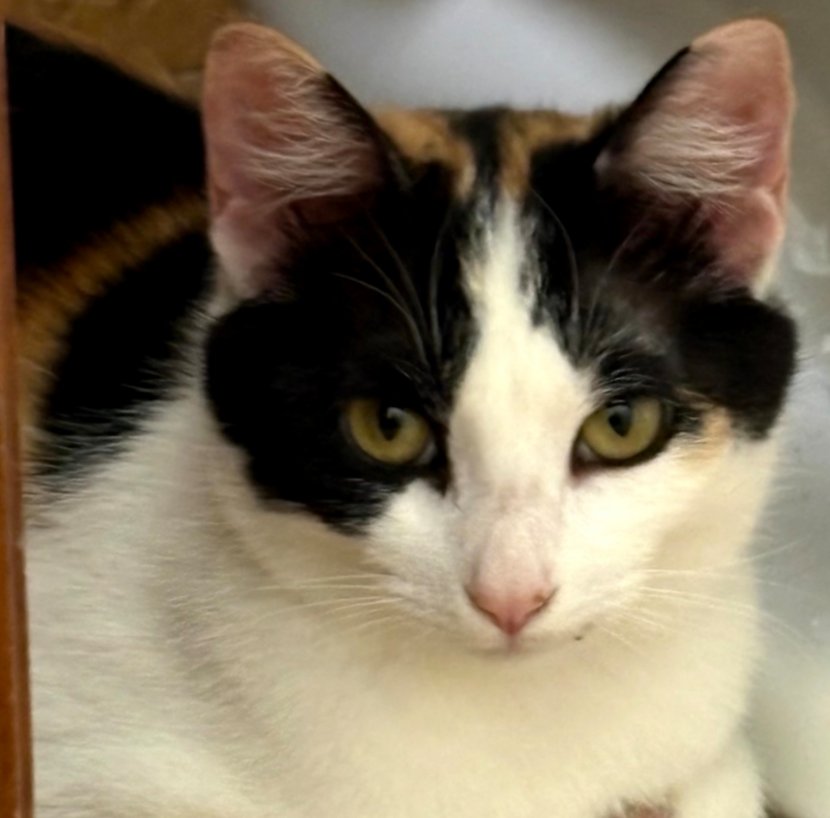 ATHENA - Domestic Short Hair available for adoption