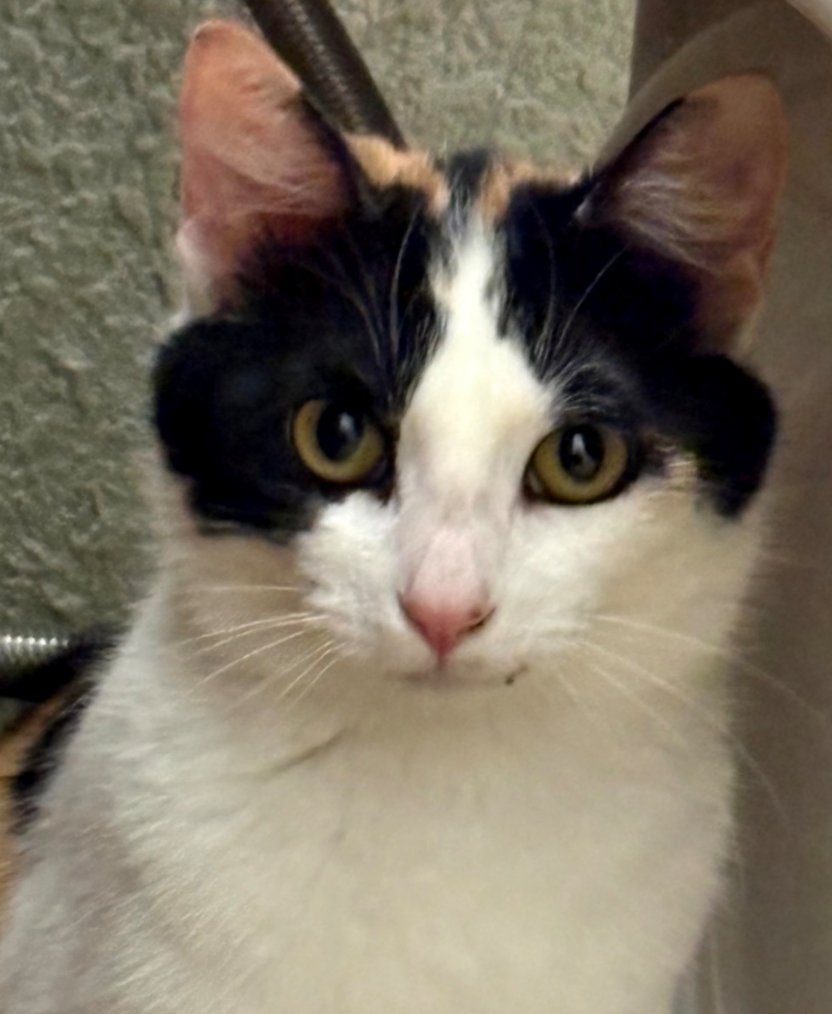 ATHENA - Domestic Short Hair available for adoption