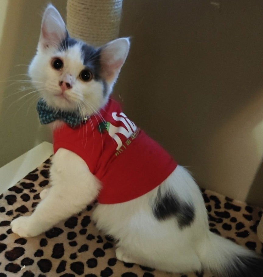 CHANDLER - Domestic Medium Hair available for adoption