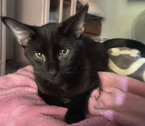 BAMBAM - Domestic Short Hair available for adoption