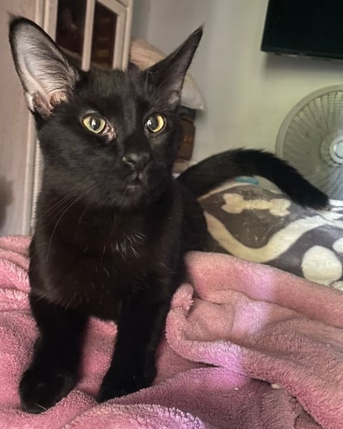 BAMBAM - Domestic Short Hair available for adoption
