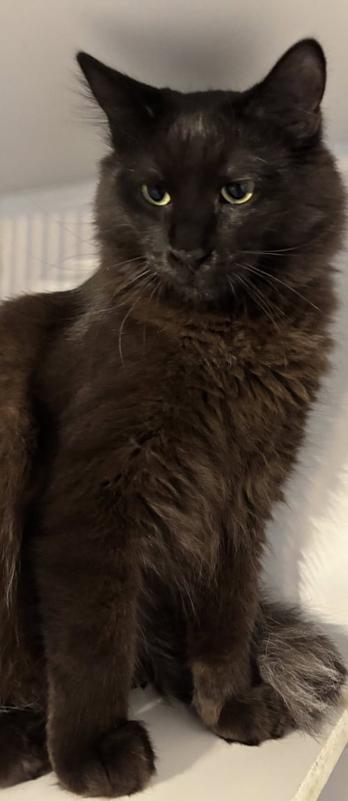 ALI - Domestic Medium Hair available for adoption