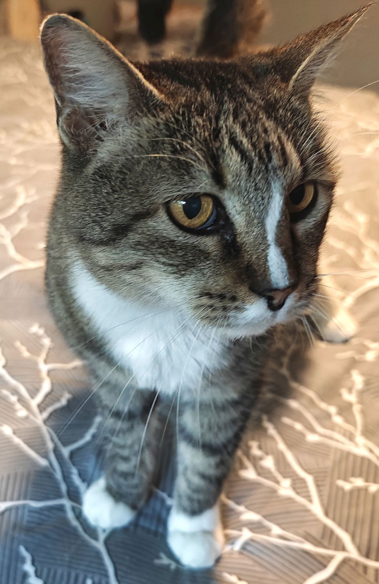 GARY - Domestic Short Hair available for adoption