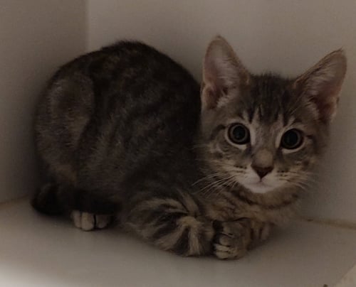 QUASAR - Domestic Short Hair available for adoption