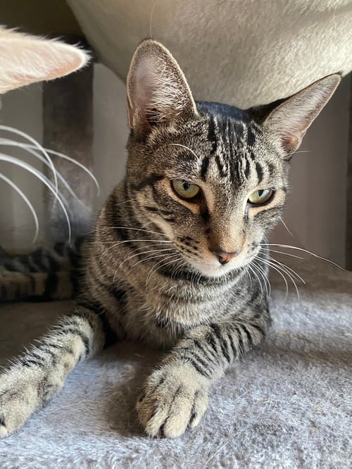 SEBASTION MURDER BLADE - Domestic Short Hair available for adoption