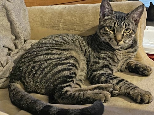 SEBASTION MURDER BLADE - Domestic Short Hair available for adoption
