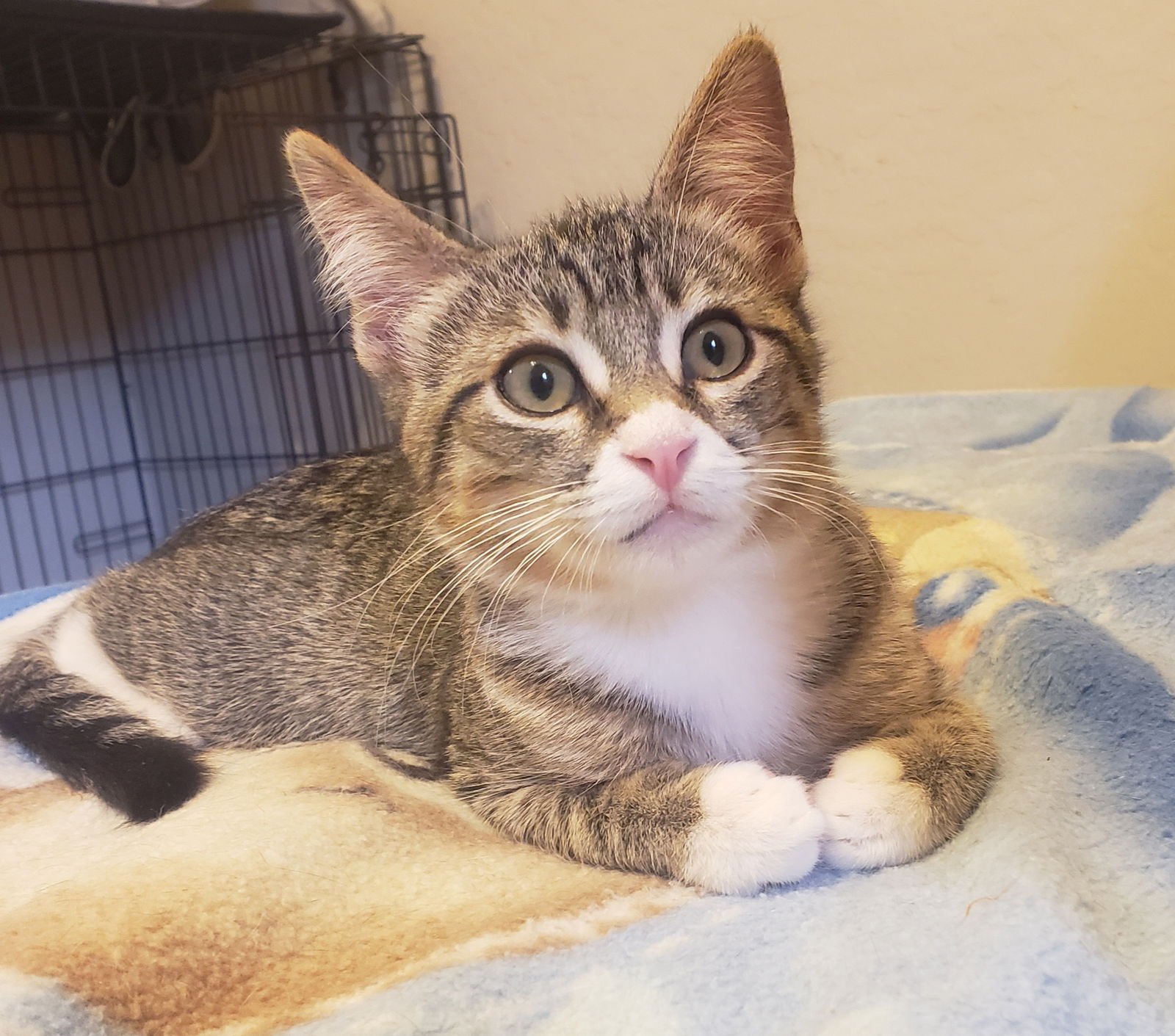 GEORGIE - Domestic Short Hair available for adoption