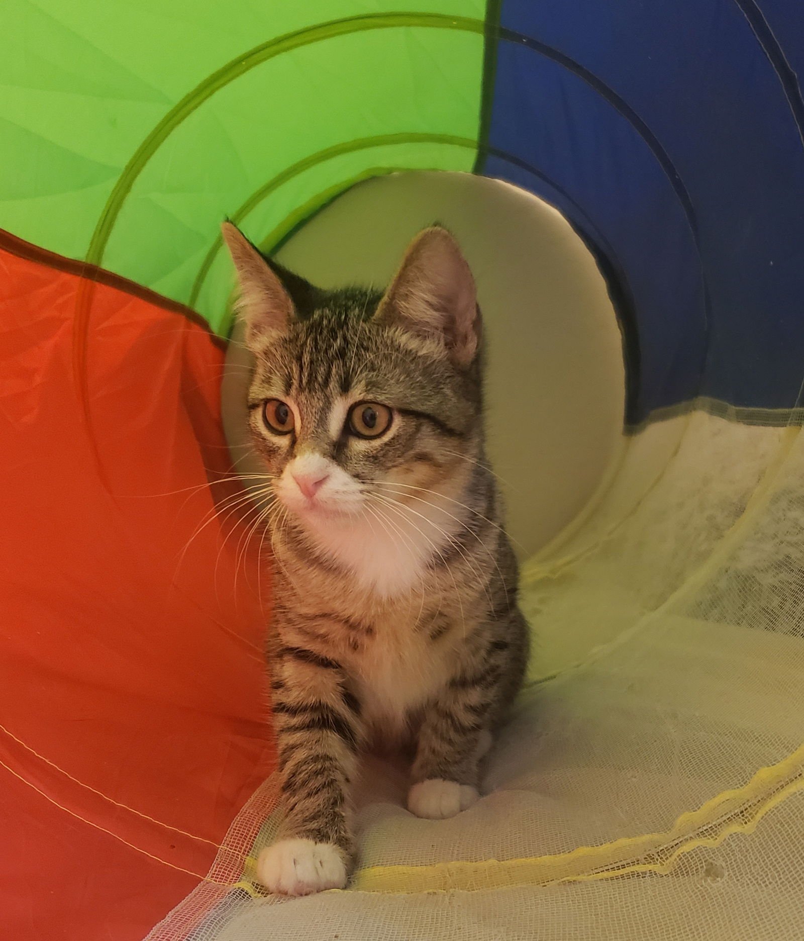 GEORGIE - Domestic Short Hair available for adoption