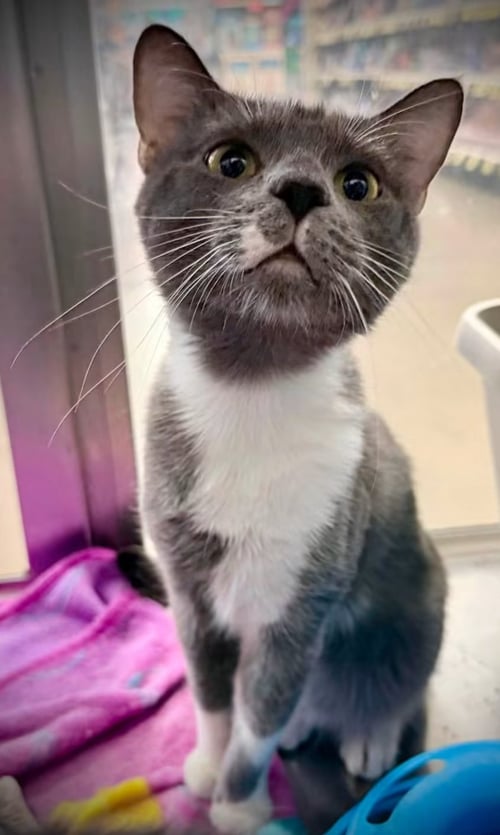 BEANS - Domestic Short Hair available for adoption
