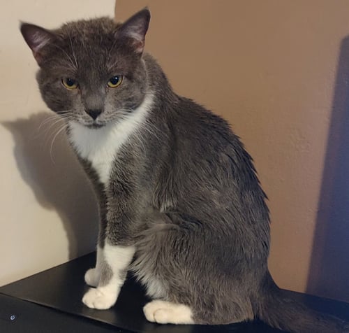 BEANS - Domestic Short Hair available for adoption