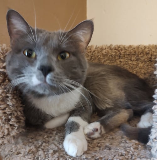 BEANS - Domestic Short Hair available for adoption