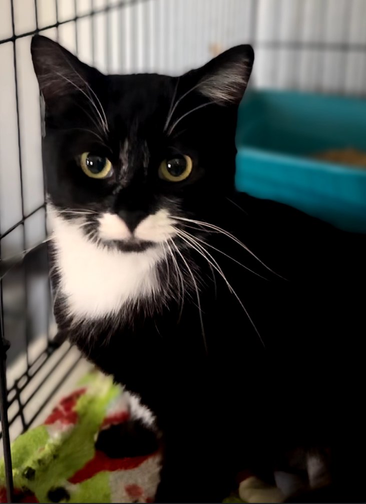 CLARABELLE *FIV+* - Domestic Short Hair available for adoption