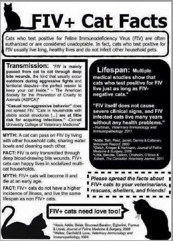 CLARABELLE *FIV+* - Domestic Short Hair available for adoption