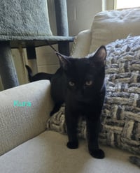 Kura - Photo 1