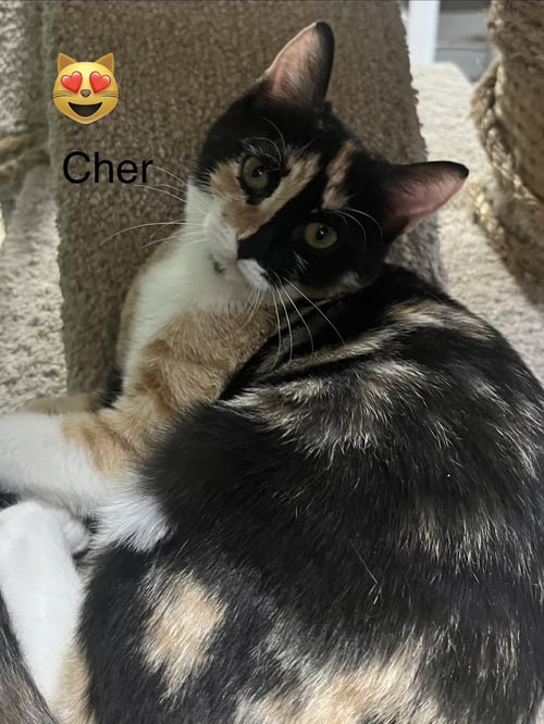 CHER - Domestic Short Hair available for adoption