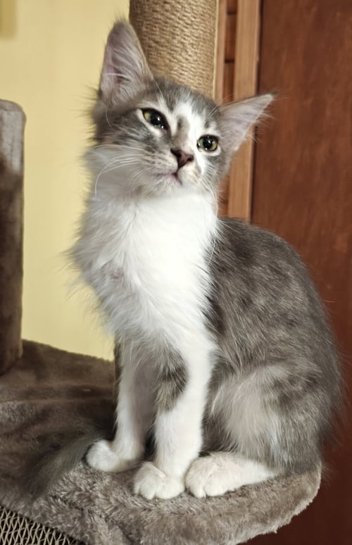 QIFREY - Domestic Medium Hair available for adoption