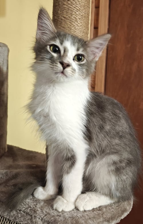 QIFREY - Domestic Medium Hair available for adoption