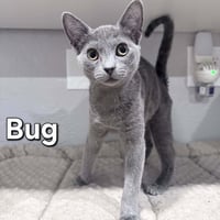 Bug - Photo 1