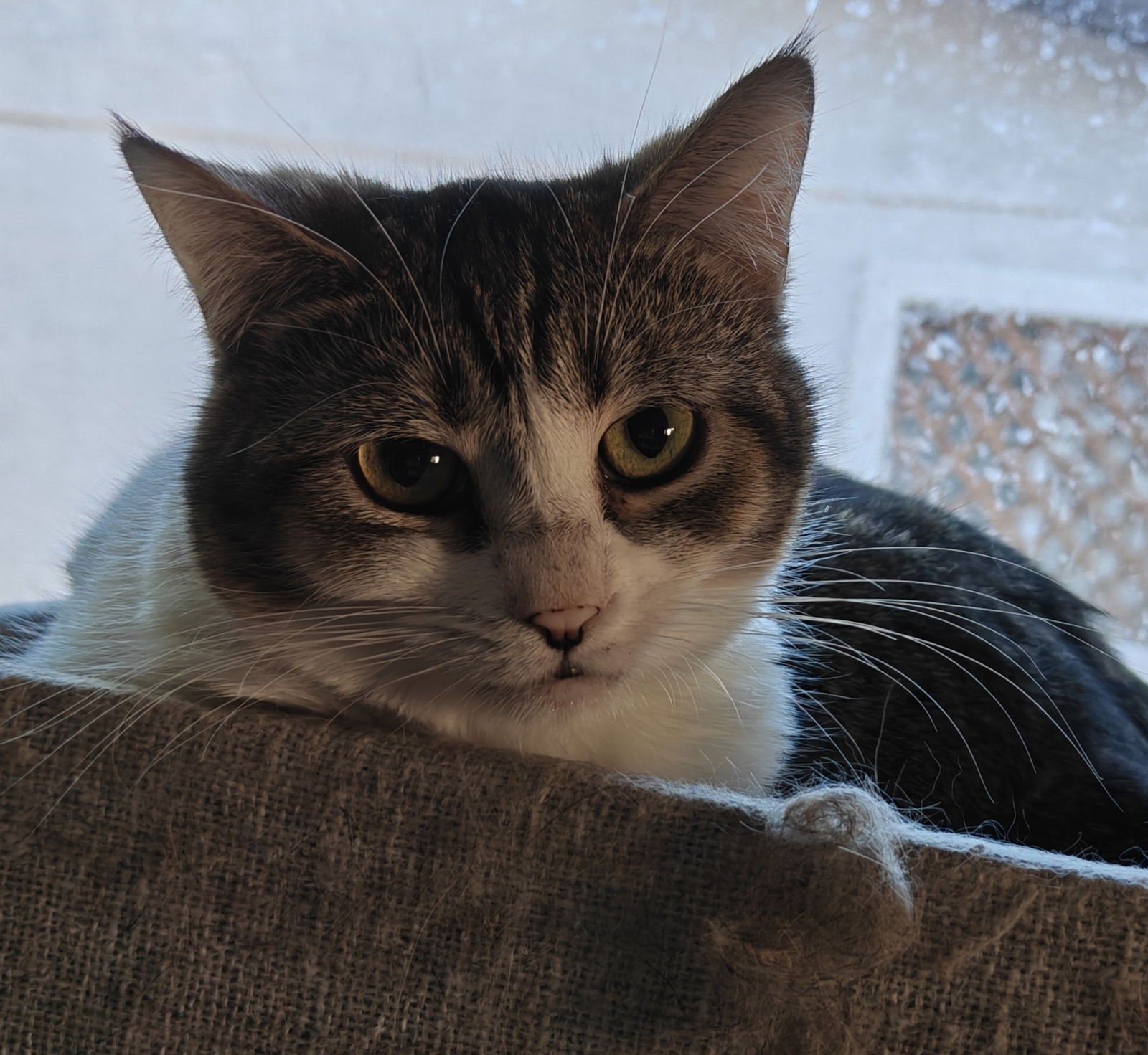 ERIS - Domestic Short Hair available for adoption