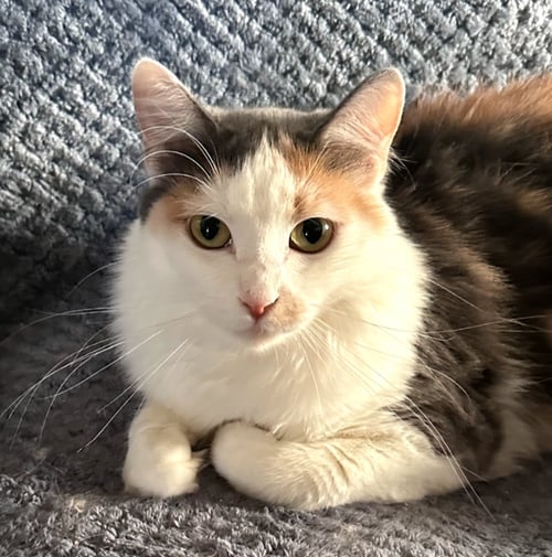 TOLLIE - Domestic Short Hair available for adoption