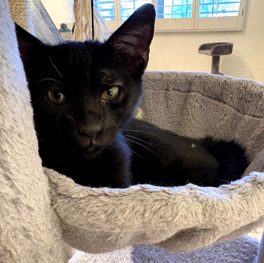 THOR - Domestic Short Hair available for adoption