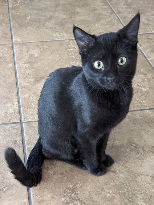 MERCEDES - Domestic Short Hair for adoption in Peoria