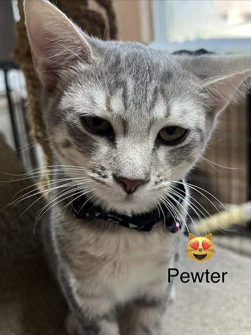 PEWTER