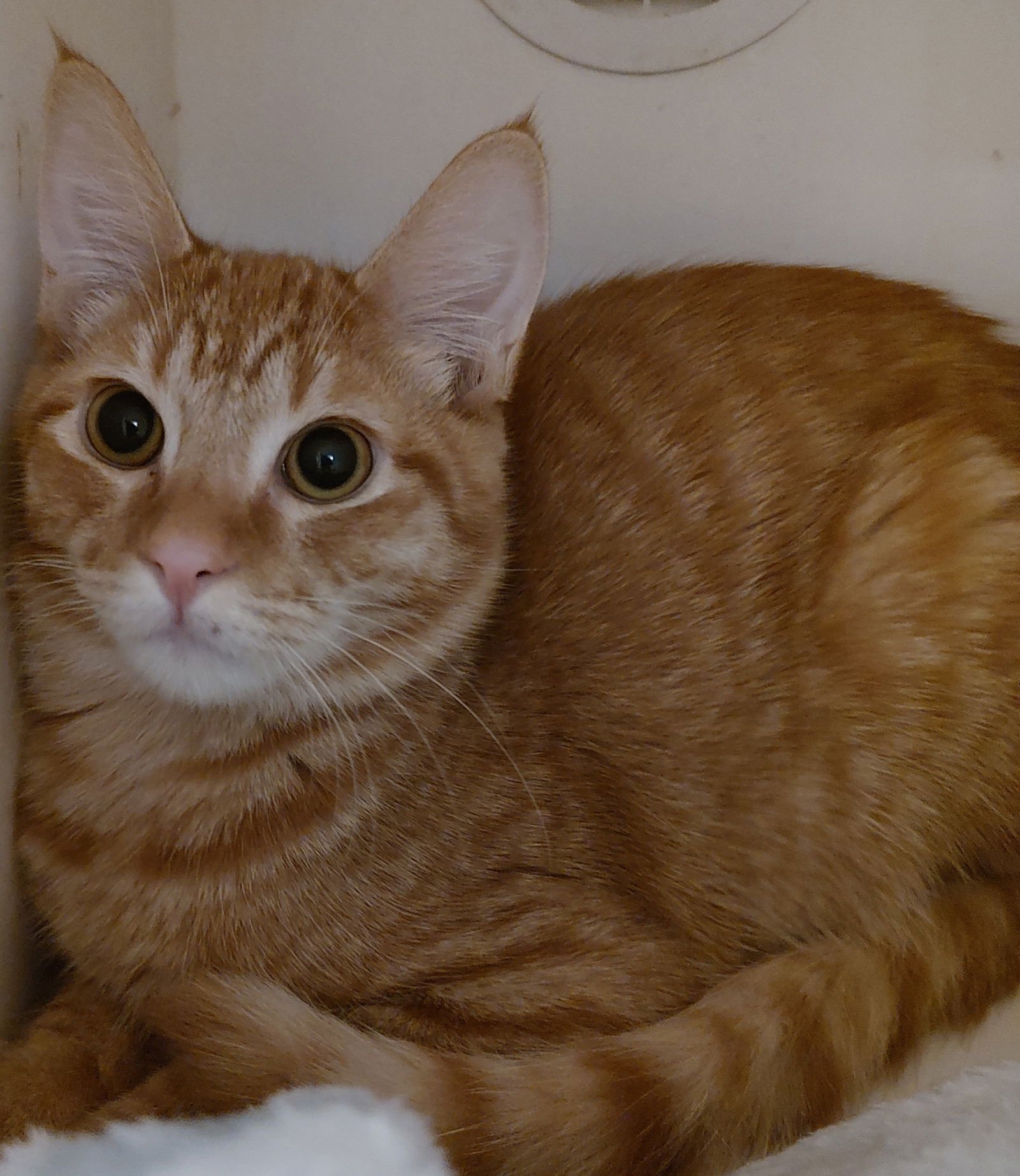 BUTTERBALL - Domestic Short Hair available for adoption