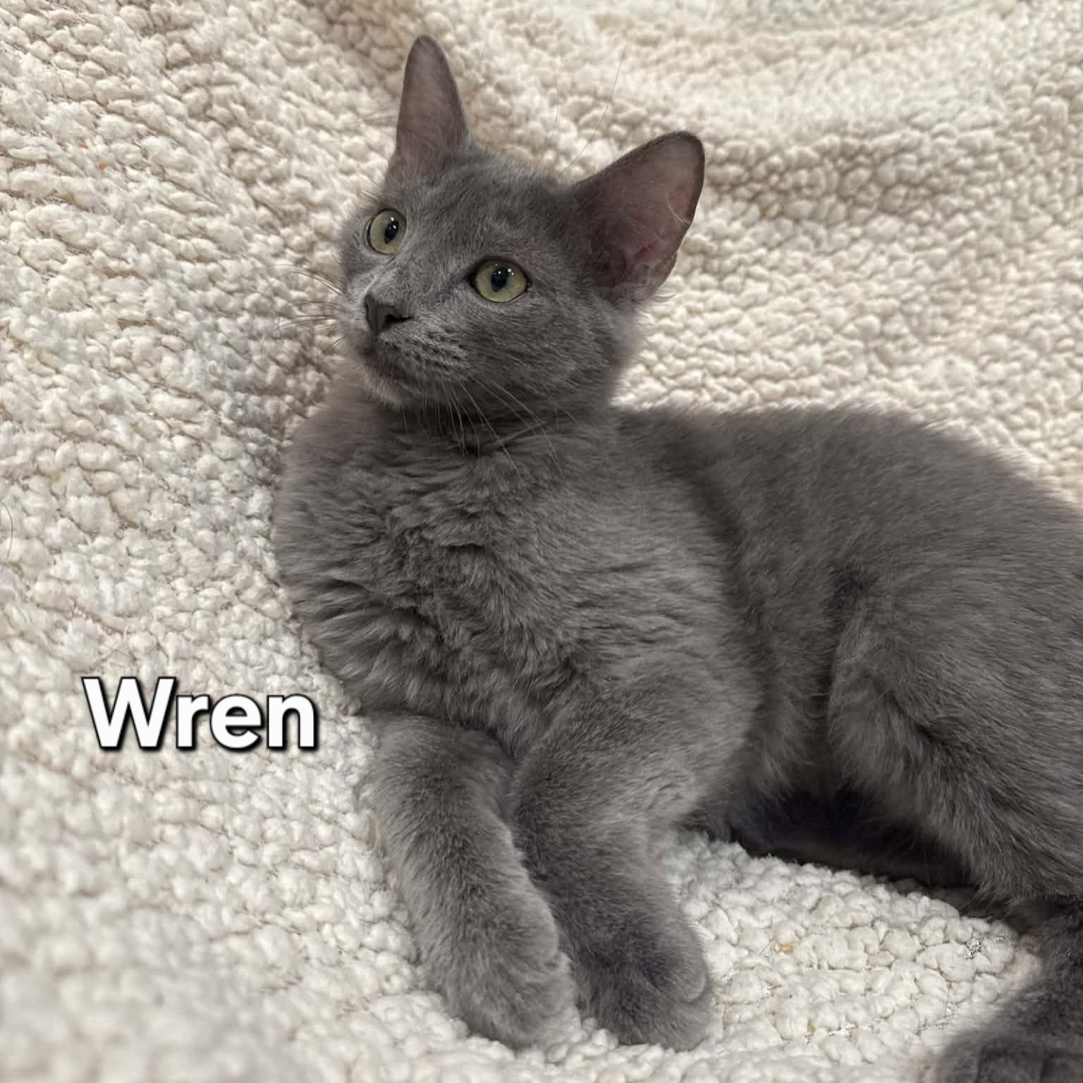 WREN - Domestic Short Hair available for adoption
