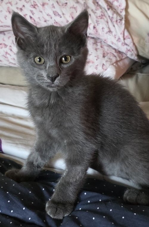 JUNIPER - Domestic Short Hair available for adoption