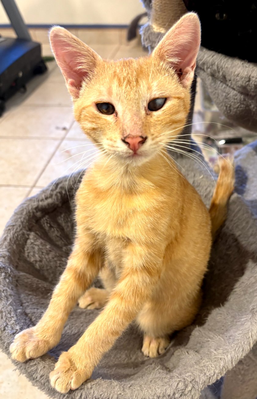 JACK - Domestic Short Hair available for adoption