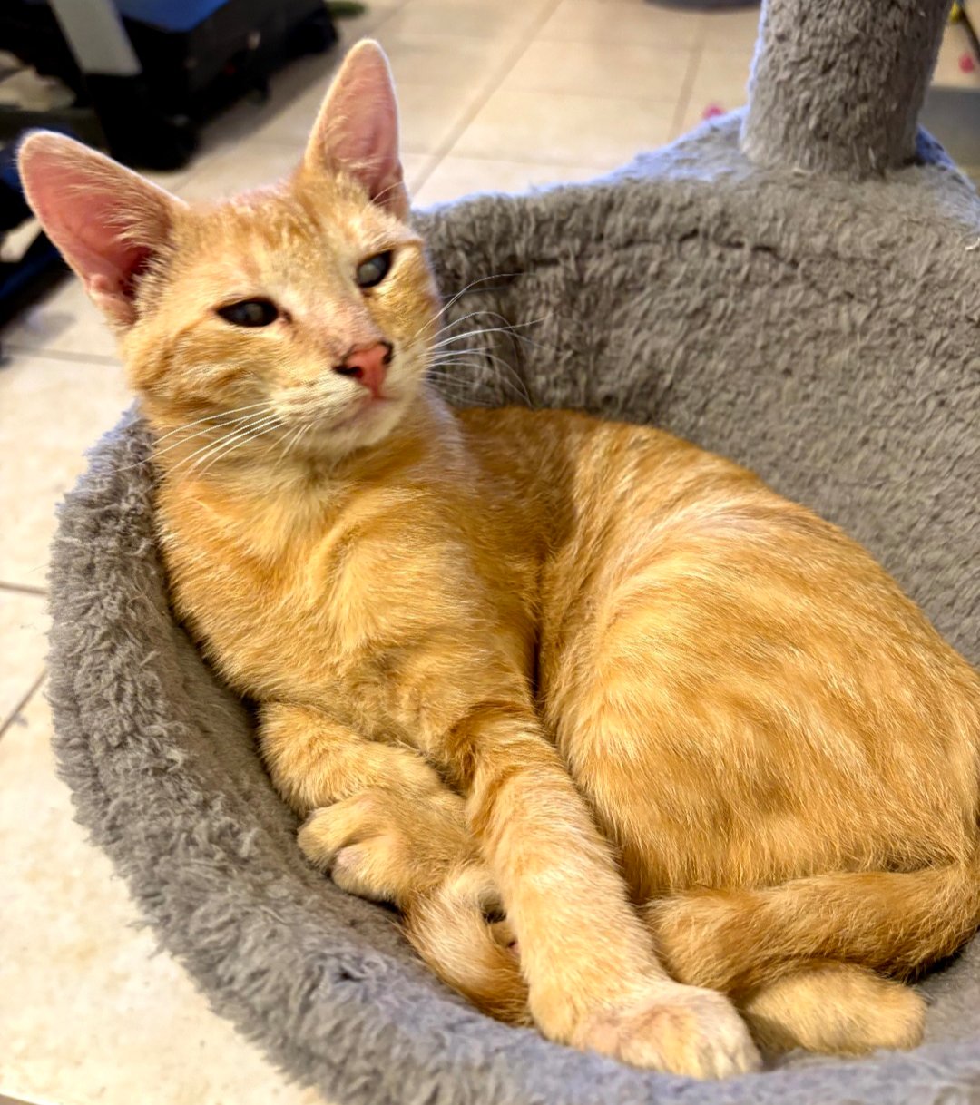 JACK - Domestic Short Hair available for adoption