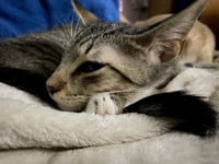 Dax - Photo 5