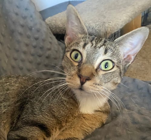 DAX - Domestic Short Hair available for adoption