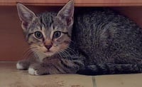 Dax - Photo 6