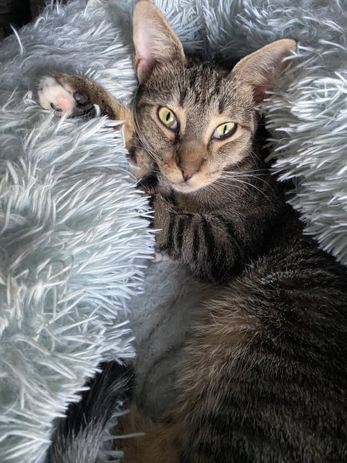 DAX - Domestic Short Hair available for adoption