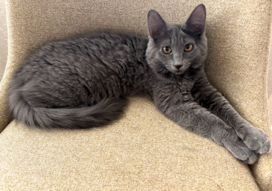 POOF - Domestic Medium Hair available for adoption