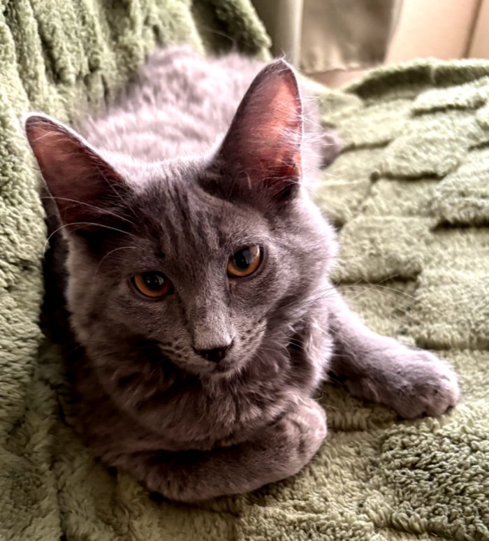 POOF - Domestic Medium Hair available for adoption