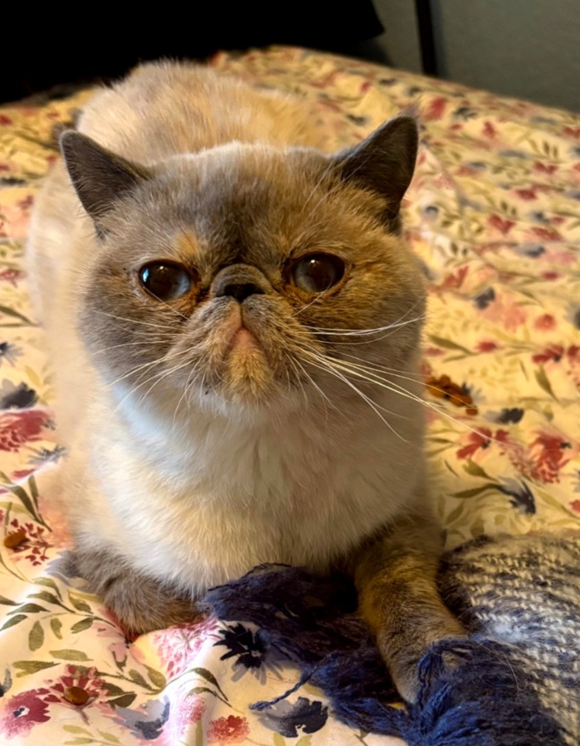 HOLLY - Exotic Shorthair available for adoption