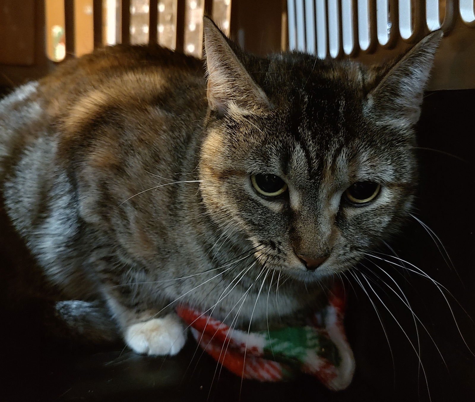 RAQUELLE - Domestic Short Hair available for adoption