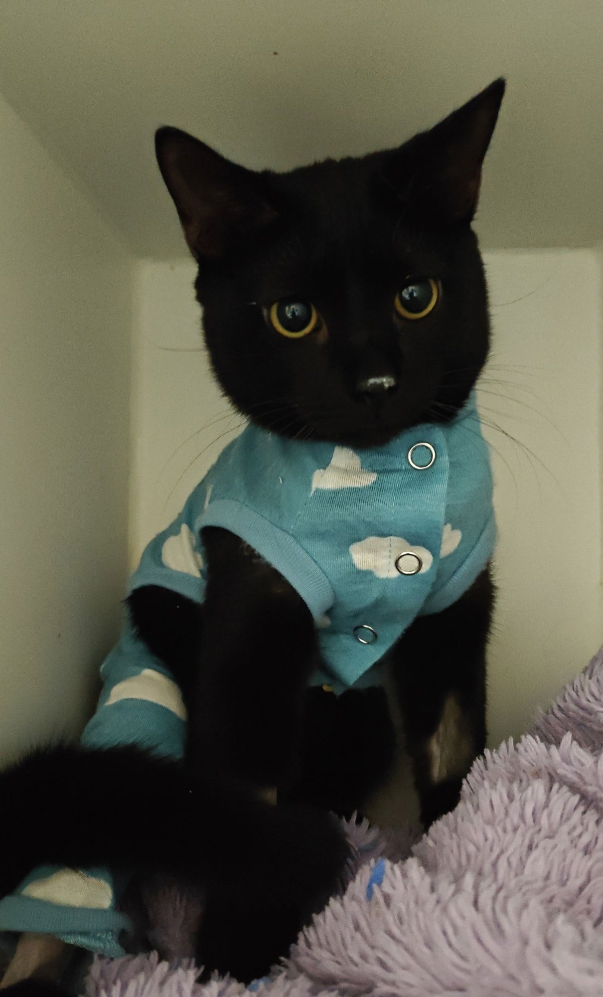 ZAGADOTH - Domestic Short Hair available for adoption