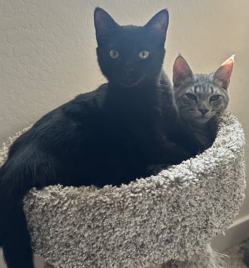 WOLFGANG - Domestic Short Hair available for adoption