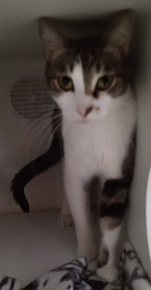 THANE - Domestic Short Hair available for adoption